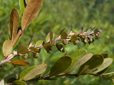 Cassandre caliculé(Chamaedaphne calyculata)_10