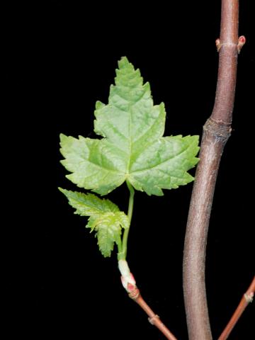 Érable rouge (Acer rubrum)_3