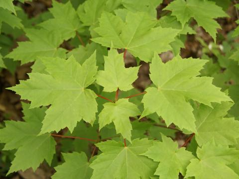 Érable rouge (Acer rubrum)_5