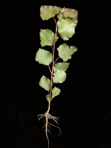 Peuplier deltoïde (populus deltoides)_2