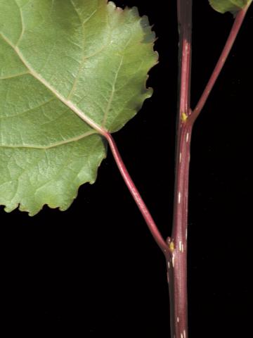 Peuplier deltoïde (populus deltoides)_4