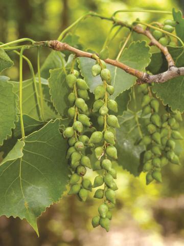 Peuplier deltoïde (populus deltoides)_6