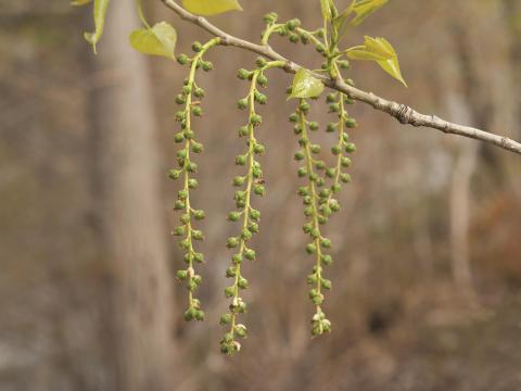 Peuplier deltoïde (populus deltoides)_7