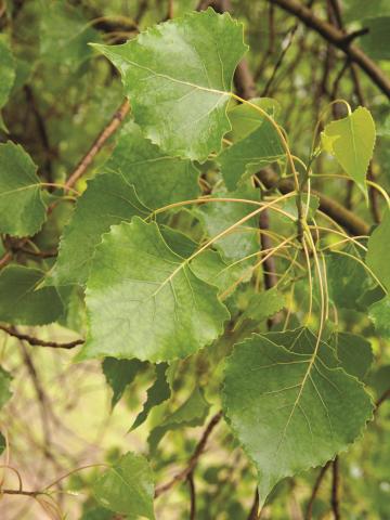 Peuplier deltoïde (populus deltoides)_9