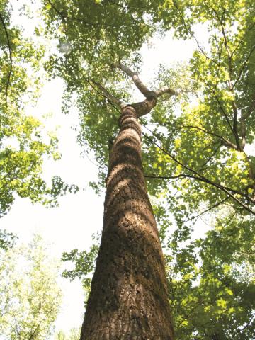 Peuplier deltoïde (populus deltoides)_10