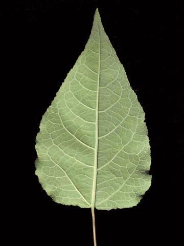 Peuplier baumier (Populus balsamifera)_7