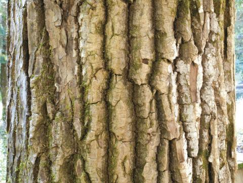 Peuplier baumier (Populus balsamifera)_10