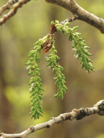 Peuplier faux-tremble (Populus tremuloides)_6