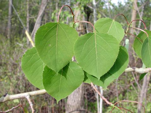 Peuplier faux-tremble (Populus tremuloides)_9