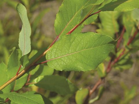 Saule feuilles poirier (Salix pyrifolia)_3