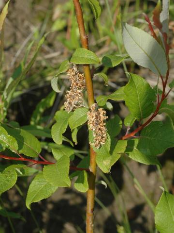 Saule feuilles poirier (Salix pyrifolia)_5