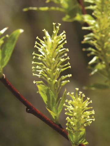 Saule Bebb (Salix bebbiana)_4