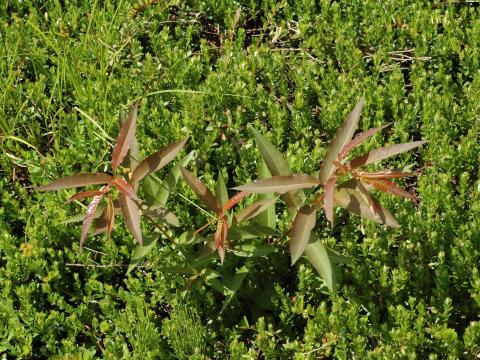 Saule discolore (Salix discolor)_1