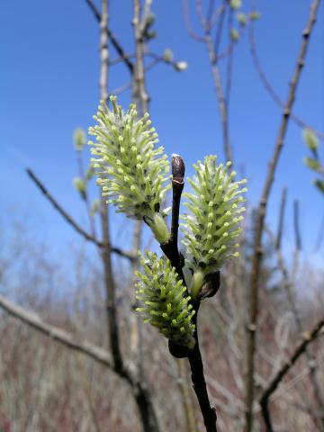 Saule discolore (Salix discolor)_6