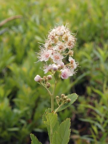 Spirée à larges feuilles(Spiraea alba var. latifolia)_8