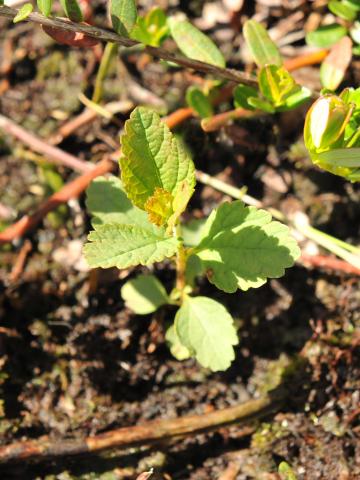 Spirée tomenteuse(Spiraea tomentosa)_1