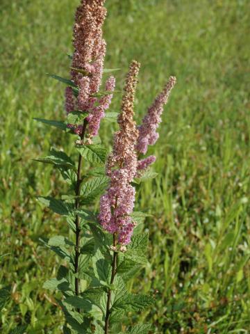 Spirée tomenteuse(Spiraea tomentosa)_5