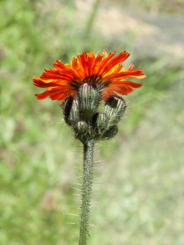 Épervière orangée(Pilosella aurantiaca)_1