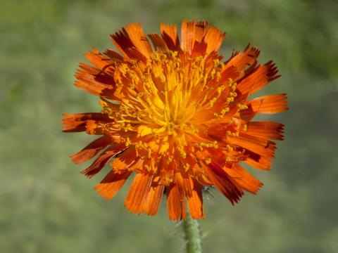 Épervière orangée(Pilosella aurantiaca)_3