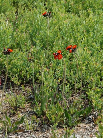 Épervière orangée(Pilosella aurantiaca)_5