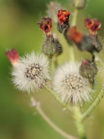 Épervière orangée(Pilosella aurantiaca)_16