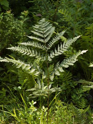 Fougère-aigle (Pteridium aquilinum)_5