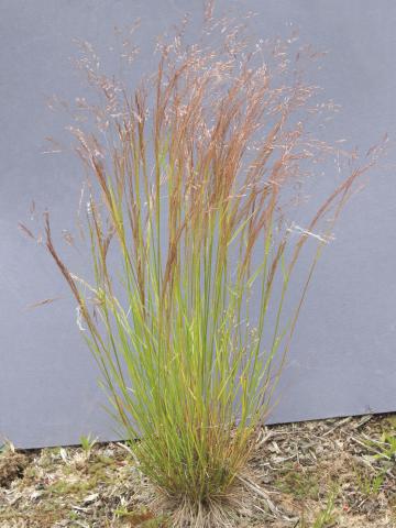 Agrostide scabre(Agrostis scabra)_1