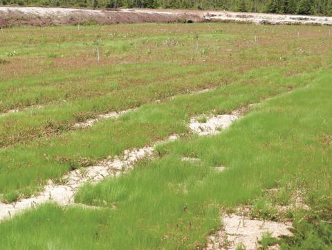 Agrostide scabre(Agrostis scabra)_8