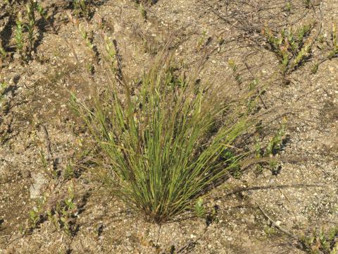 Agrostide scabre(Agrostis scabra)_10