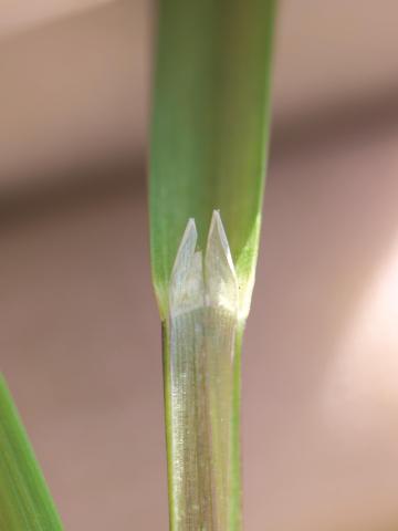 Glycérie Canada (Glyceria canadensis)_2