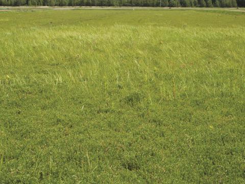 Glycérie Canada (Glyceria canadensis)_3