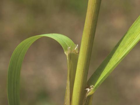 Glycérie Canada (Glyceria canadensis)_4