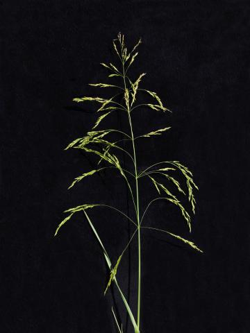 Pâturin marais (Poa palustris)_1