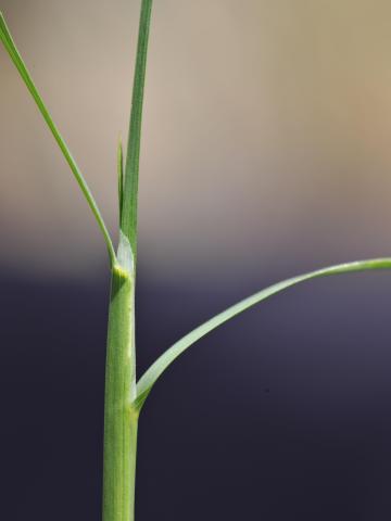 Pâturin marais (Poa palustris)_4