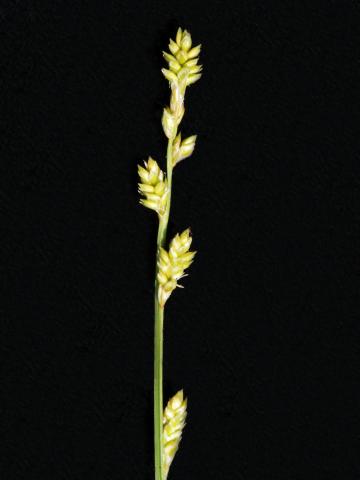 Carex blanchâtre(Carex canescens)_3