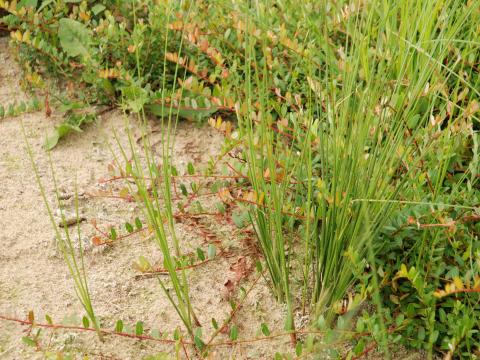 Carex oligosperme(Carex oligosperma)_1