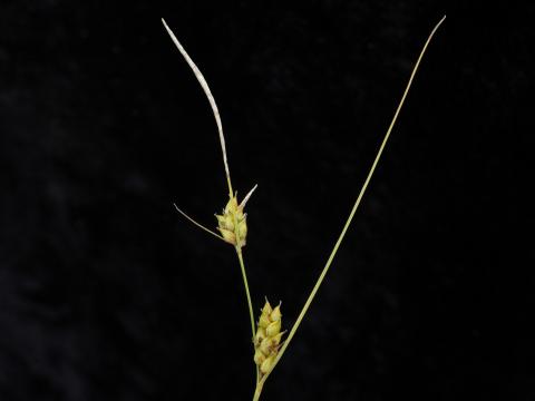 Carex oligosperme(Carex oligosperma)_3