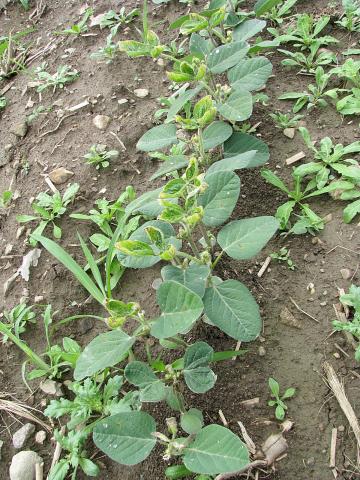 Soya - dicamba (4)_2