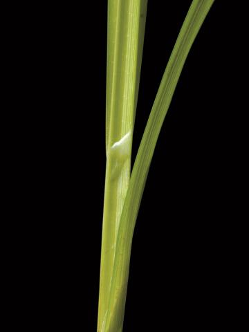 Carex luisant(Carex lurida)_2