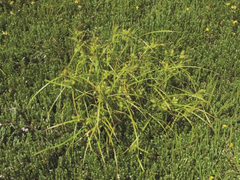 Carex luisant(Carex lurida)_4