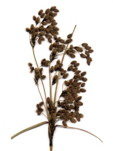 Scirpe ceinture noire (Scirpus atrocinctus)_5