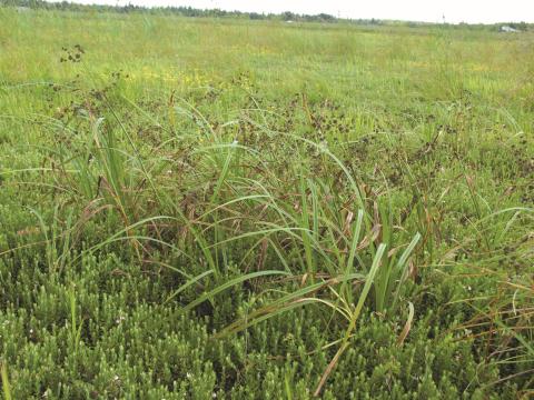 scirpe noeuds rouges (Scirpus microcarpus)_4