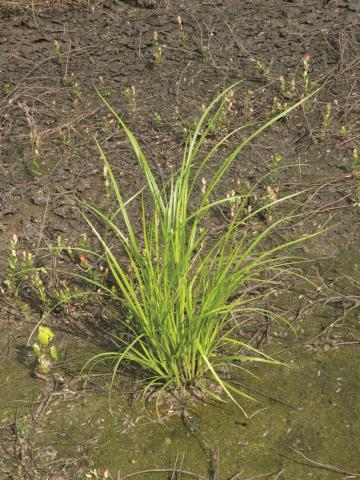 Scirpe souchet (Scirpus cyperinus)_6