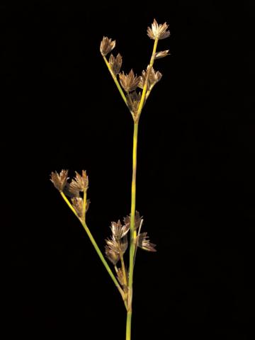 Jonc brévicaudé (Juncus tweetyi)_4