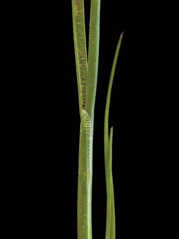 Jonc des crapauds (Juncus bufonius)_3