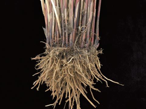 Jonc épars (Juncus effusus)_2