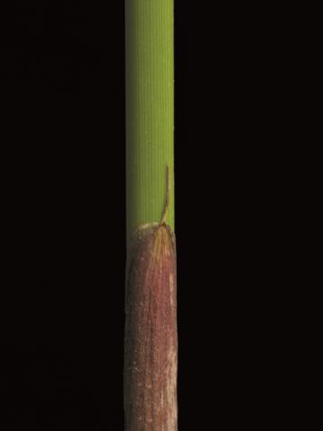 Jonc épars (Juncus effusus)_4