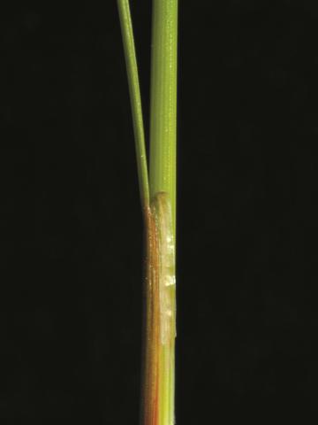 Jonc grêle (Juncus tenuis)_4