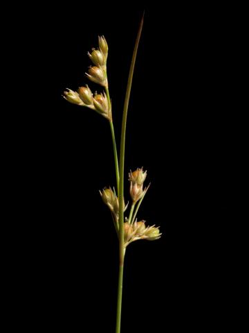 Jonc grêle (Juncus tenuis)_5