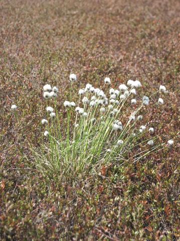 Linaigrette dense (Eriophorum vaginatum subsp. spissum)_1